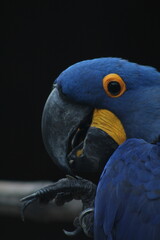 close de arara azul no pantanal de mato grosso 