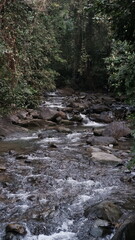 mountain river in the forest