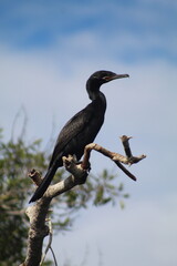 ave fotografada em passeio de barco no pantanal 