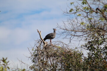 ave fotografada em passeio de barco no pantanal 