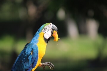 arara colorida no pantanal 