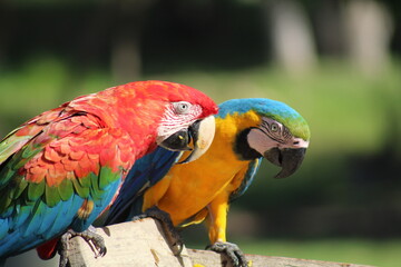 arara colorida no pantanal 