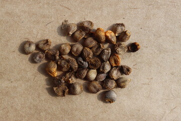 Arum italicum obrazki włoskie nasiona kwiatostan owoce