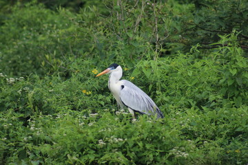 garça moura no pantanal brasileiro 