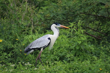 Naklejka premium garça moura no pantanal brasileiro 