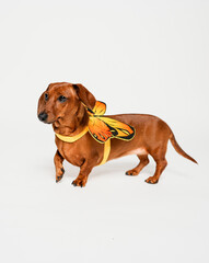 dachshund puppy on a white