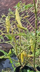 green chilies