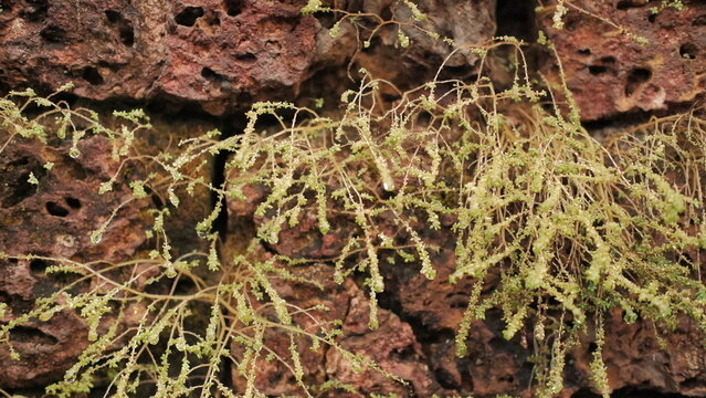 moss on the rock