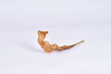 Dry leaves or dead leaves on isolated white background, brown leaves