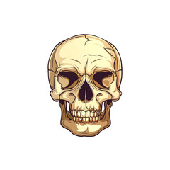 Fototapeta premium Human Skull Illustration