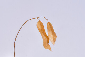 Dry leaves or dead leaves on isolated white background, brown leaves