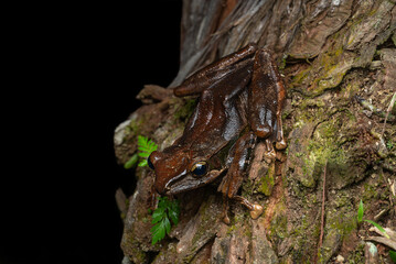 Dark Tree Frog on Tree Bark