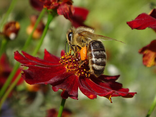 The western honey bee (Apis mellifera), also known as the European honey bee, worker with loaded pollen baskets foraging on tickseed