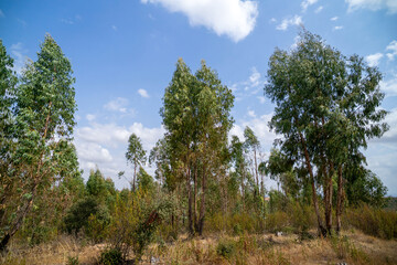 A serene eucalyptus forest in Alentejo, Portugal, bathed in soft golden sunlight. Tall trees create a peaceful, natural landscape, perfect for nature and travel-themed projects.