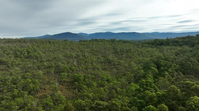 beautiful gum Trees and shrubs in the Australian bush forest. Gumtrees and native plants growing in Australia in spring
