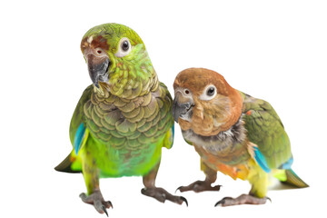 Naklejka premium Two colorful parrots perched closely together, showcasing vibrant feathers and a playful interaction in a bright environment on transparent background