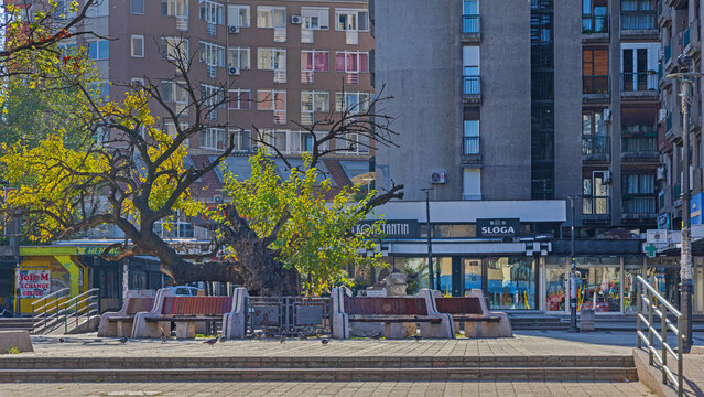 Historic Landmark Mulberry Tree in Town Centre Smederevo Serbia