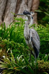 Close-up of a heron standing amidst green foliage in its natural habitat