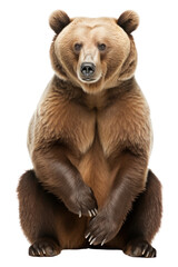 PNG Bear wildlife mammal animal.