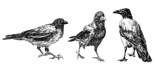 Sketch of three crows birds standing and walking, realistic hand drawing, vector illustration isolated on white