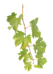 Grape leaves isolated