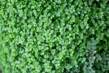 Green carpet of tiny round leaves creating dense texture