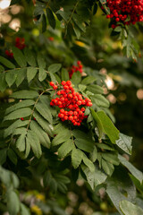 A bunch of ripe berries on rowan branches in late summer