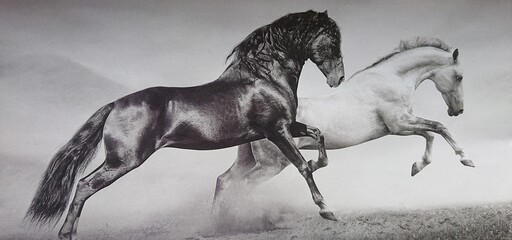 Black & White_11
