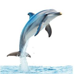 Playful dolphin leaping out of the water, isolated on a transparency background © Wattana