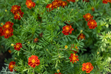 Floral nature background with marigolds