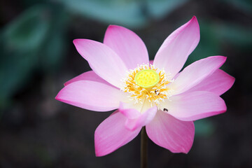 Elegant Pink Lotus Flower in Soft Focus Background