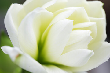 Elegant White Amaryllis Flower Close-Up in Soft Focus
