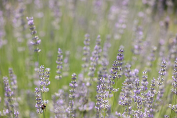 Blooming lavender branches in a meadow