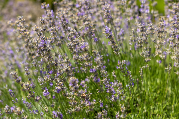 Close-up of blooming lavender sprigs in field