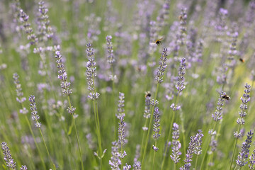 Bees are pollinating the flowering lavender stems