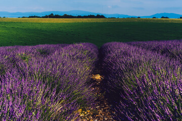 Fototapeta premium Scenic nature landscape with pink flowers. Lines of fields in cultivation lands in evening time