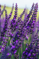 Obraz premium Blooming purple lavender in Provence sight countryside, beautiful nature rural cultivation of aromatic herbs in farmlands, violet breathtaking flowers growing in rows during summer