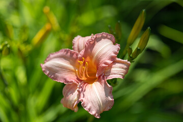 Close up of a pink daylily flower