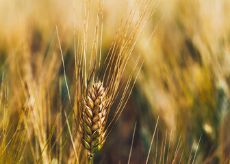 Ripening ears of wheat field at golden sunlight. Rich harvest Concept, cultivation of ecological...