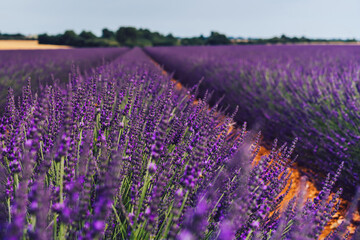 Scenic view of blooming purple lavender fields in Provence sight countryside, beautiful nature landscape of rural farmlands of agronomy, violet breathtaking flowers growing in rows during summer