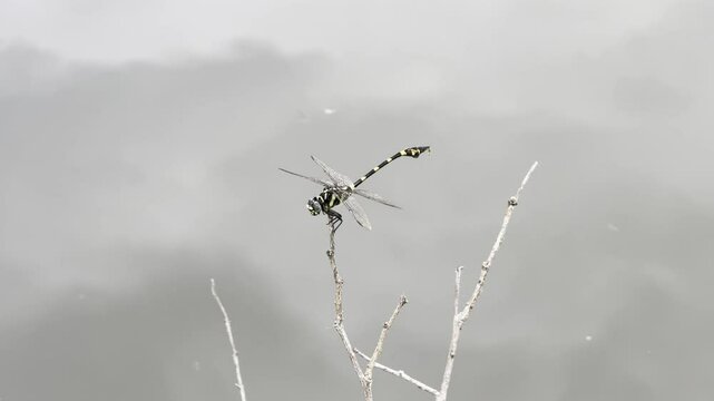 dragonfly insect with long wings sitting on the plant