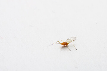 Orange aphid crawling on a white background