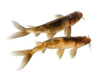Two fresh water fishes with distinct patterns resting on a simple background after being caught from a lake on transparent background