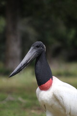 tuiuiu, ave símbolo do pantanal 