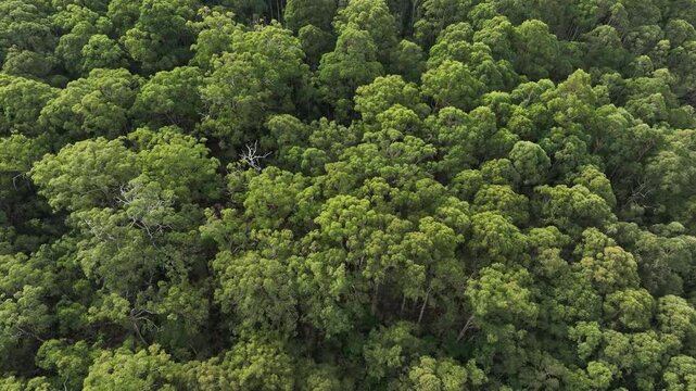 beautiful gum Trees and shrubs in the Australian bush forest. Gumtrees and native plants growing in Australia in spring