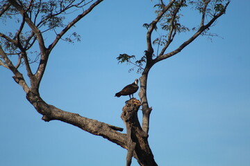 passaros fotografados em passeio de barco no pantanal 