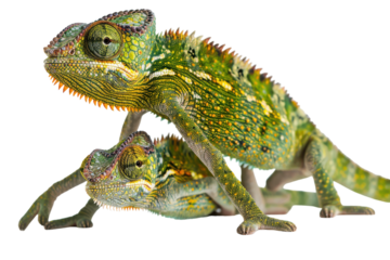 Two vibrant chameleons perched together in a studio setting showcasing their unique colors and textures during daylight hours on transparent background