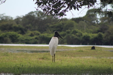 Fototapeta premium tuiuiu, ave símbolo do pantanal