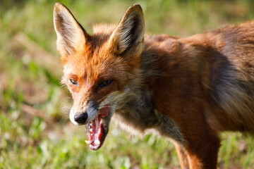 Red fox (Vulpes vulpes)
