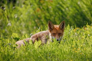 Red fox (Vulpes vulpes)